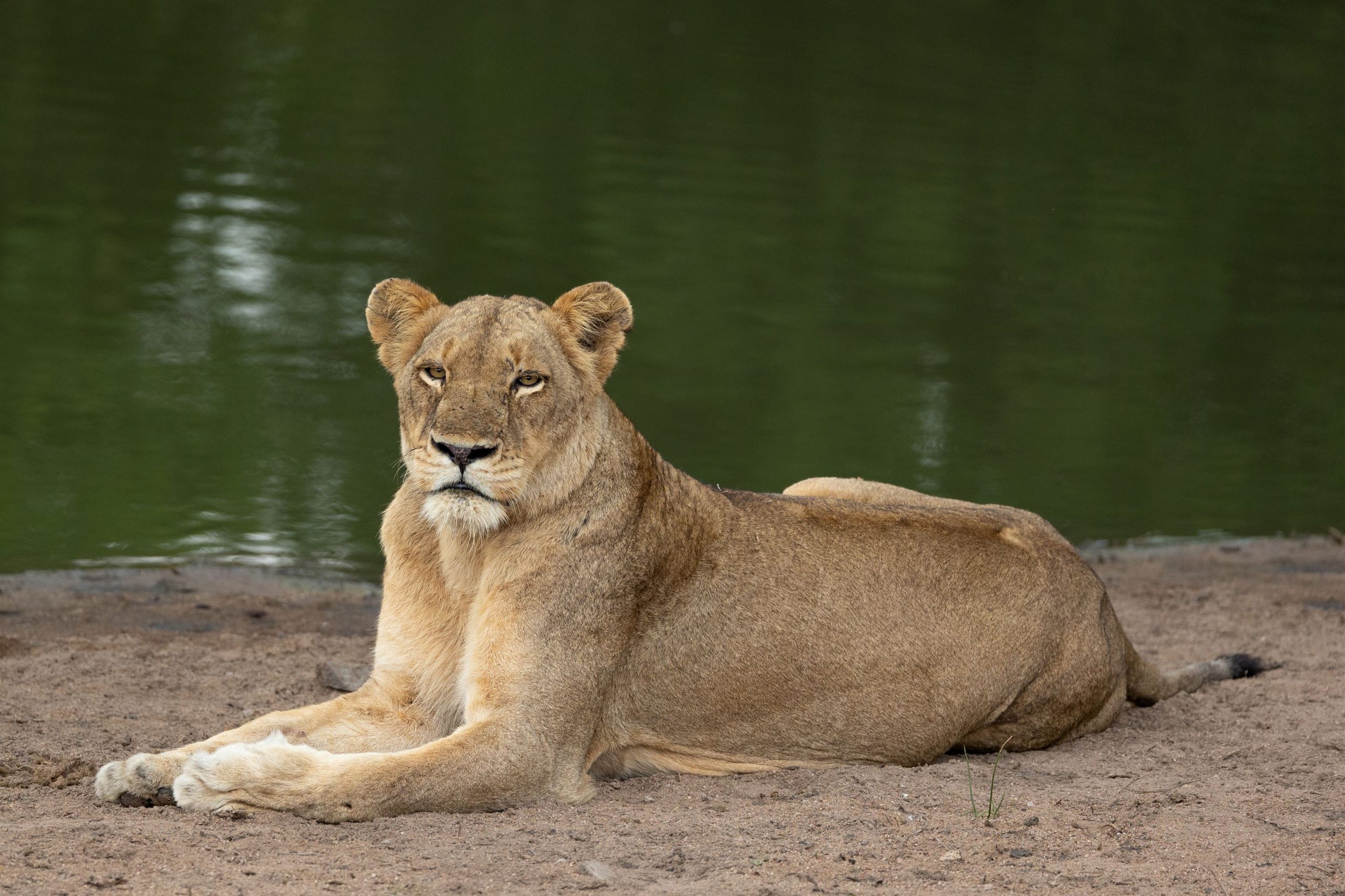 A lioness, Panthera leo, lying next to a dam.