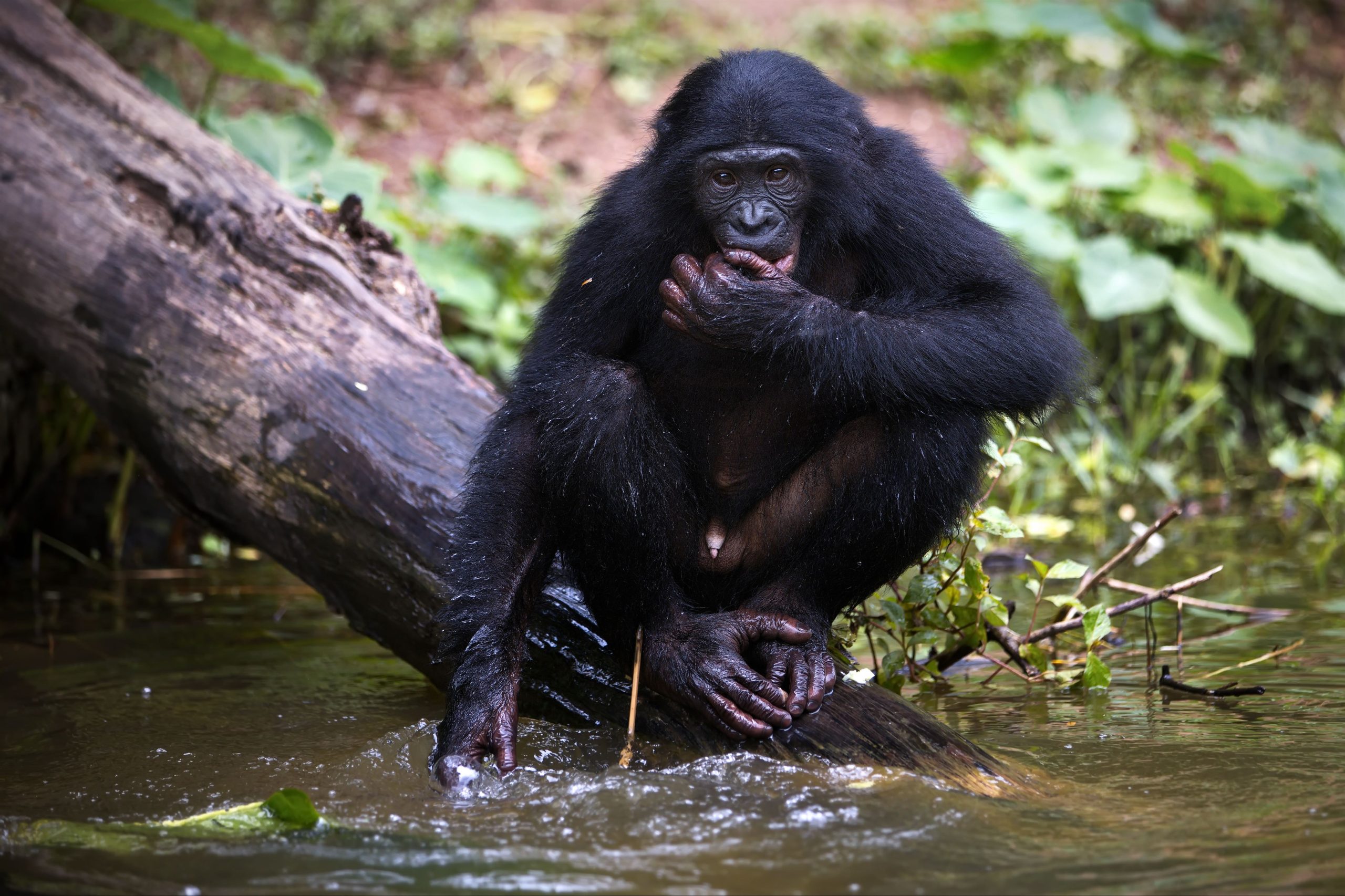 bonobo-monkey-sitting-near-a-lake-in-the-democrati-2023-11-27-04-58-32-utc