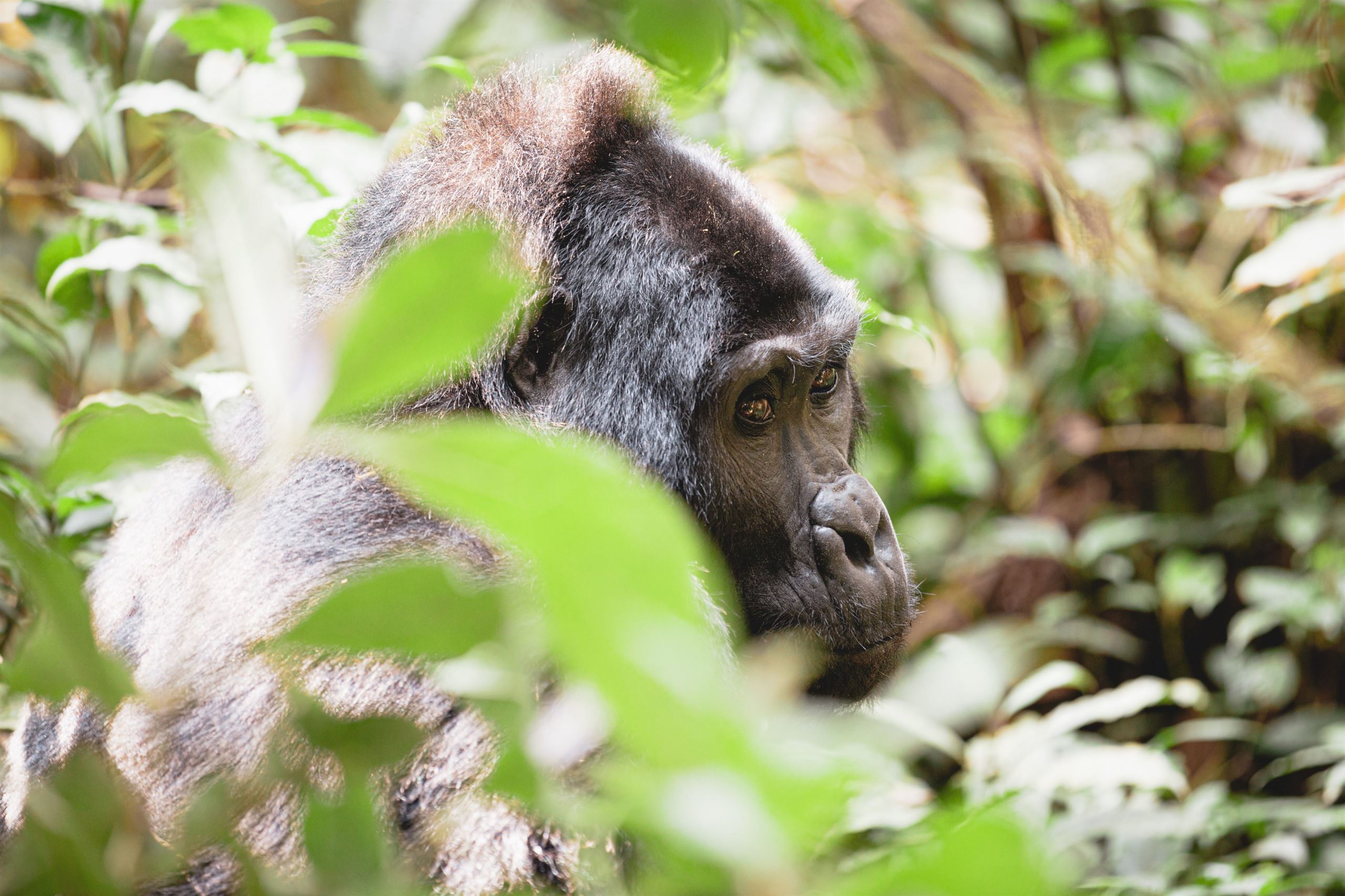 Mountain gorilla in Bwindi Impenetrable National Park, Uganda
