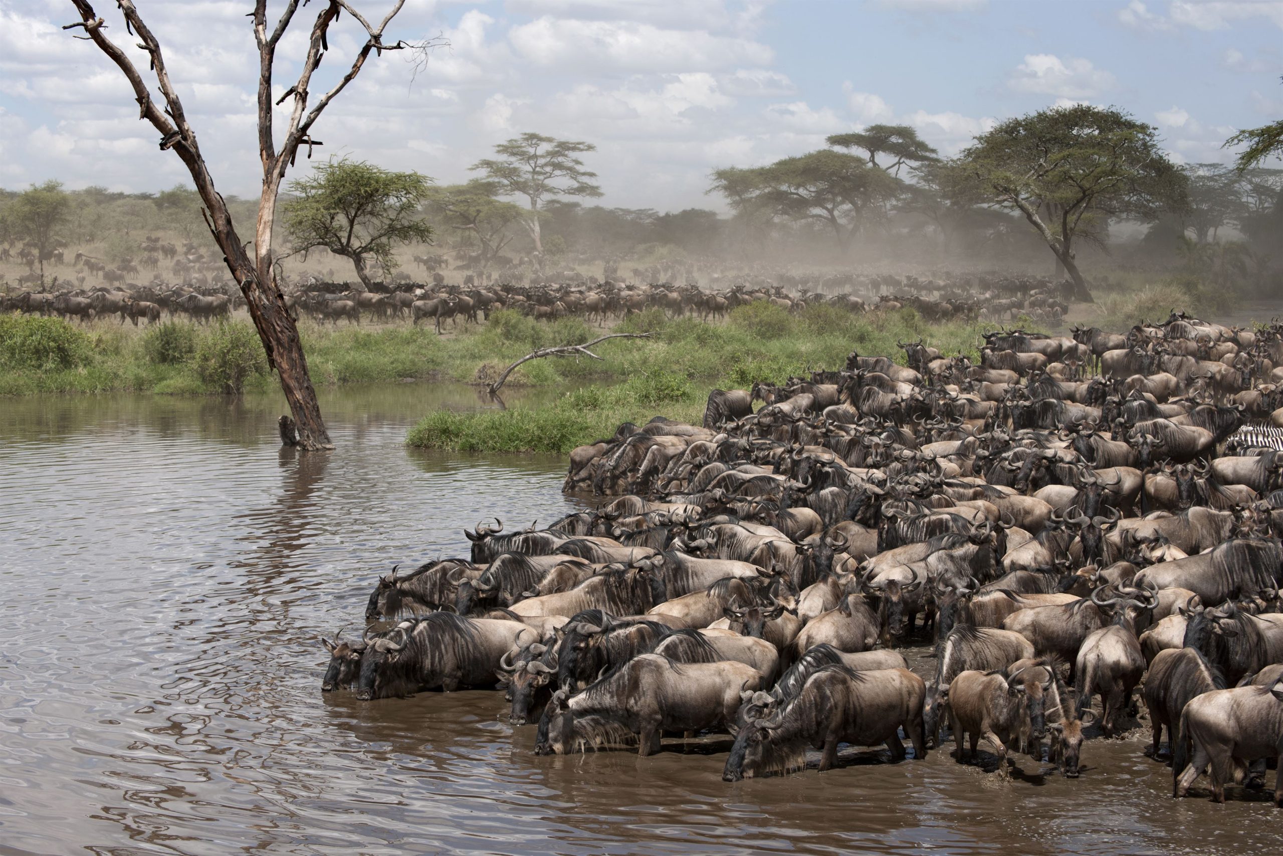 Zebras and Wildebeest at the Serengeti National Park, Tanzania, Africa